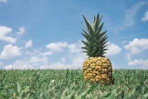 Webinars image 33 (name pineapple)